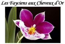 Associations des Fayciens aux Cheveux d'Or