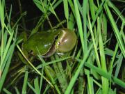 rainette-en-vocalise-pascal-mathias
