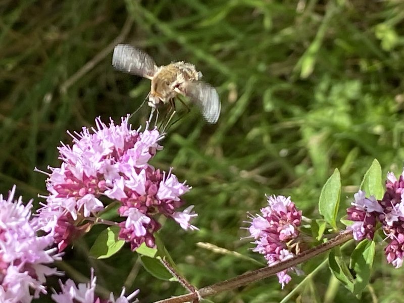 BOMBYLE sur ORIGAN. Il utilise sa très longue trompe  pour se nourrir du nectar de fleurs printanières. En butinant, il continue de battre des ailes à la manière des colibris. ALAIN LEROY