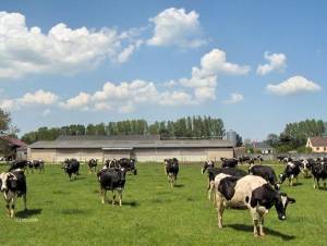 parc_des_vaches_laitires_original